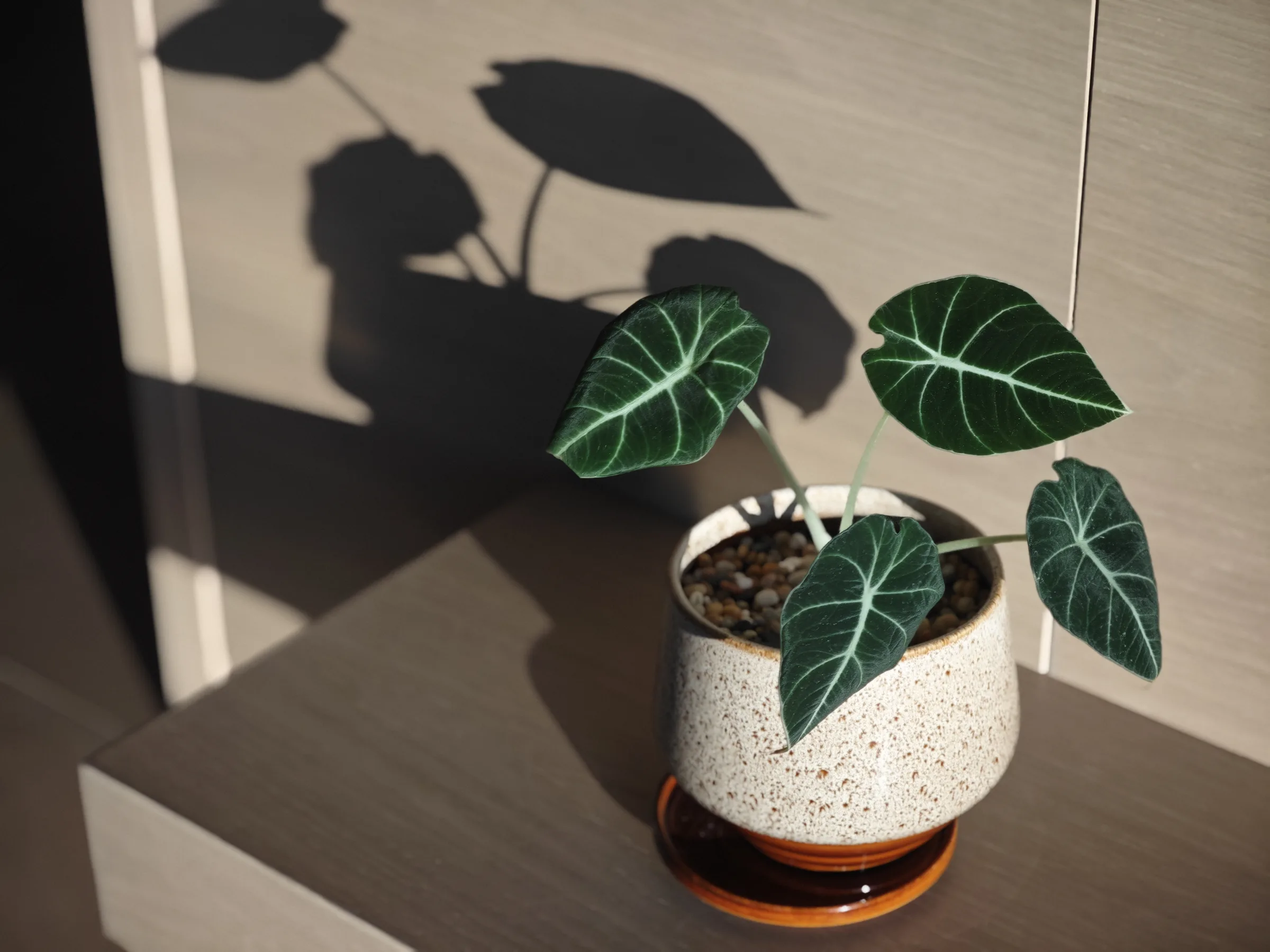 客室の観葉植物(2025年下半期)